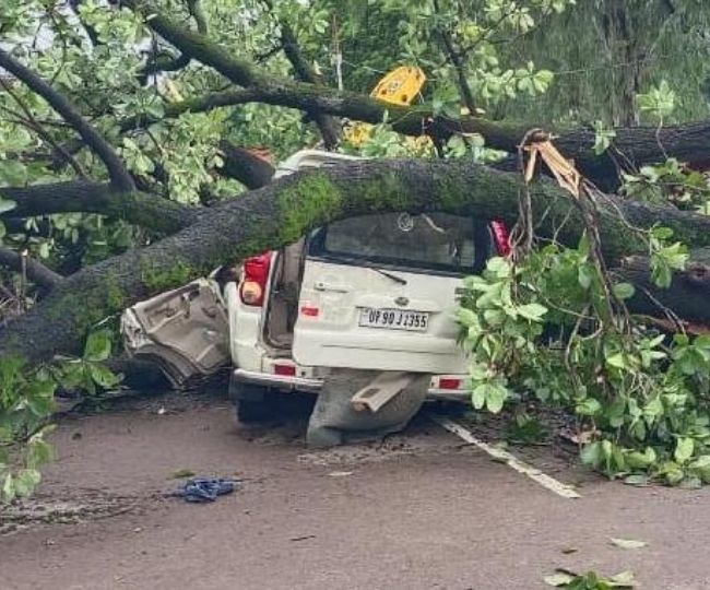 tree falls on car